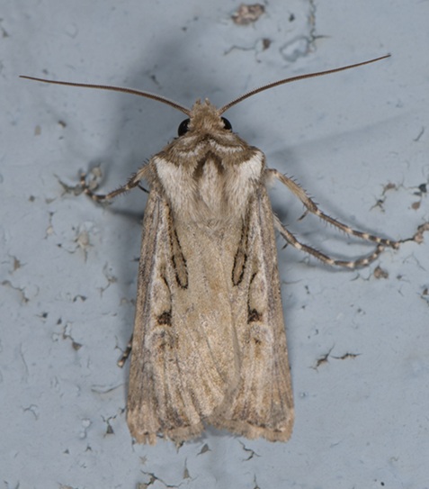 Sable Island Cutworm Moth John Klymko